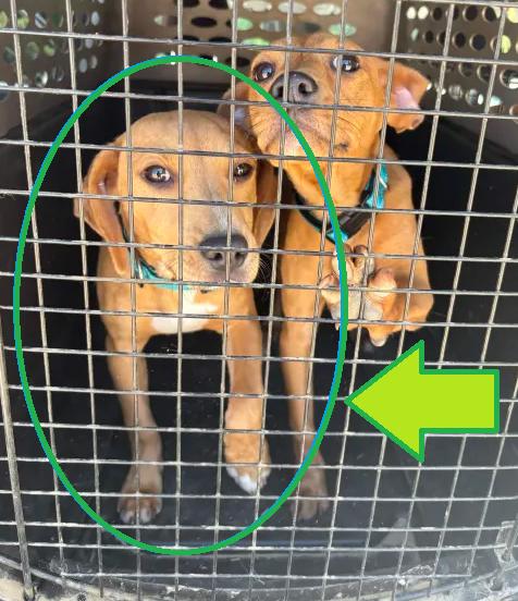 Brittany, a ADOPTABLE mixed breed in Roanoke, VA image 2/4