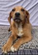 Brittany, a ADOPTABLE mixed breed in Roanoke, VA image 3/4