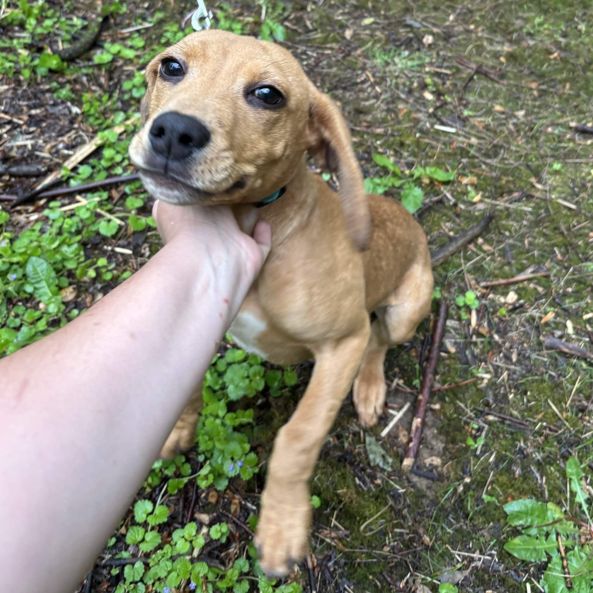 Brittany, a ADOPTABLE mixed breed in Roanoke, VA image 1/4