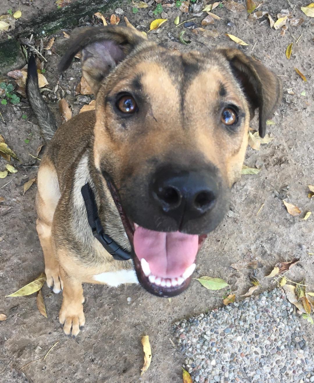 Brittany , Adoptable, Adult Female German Shepherd Dog & Retriever.