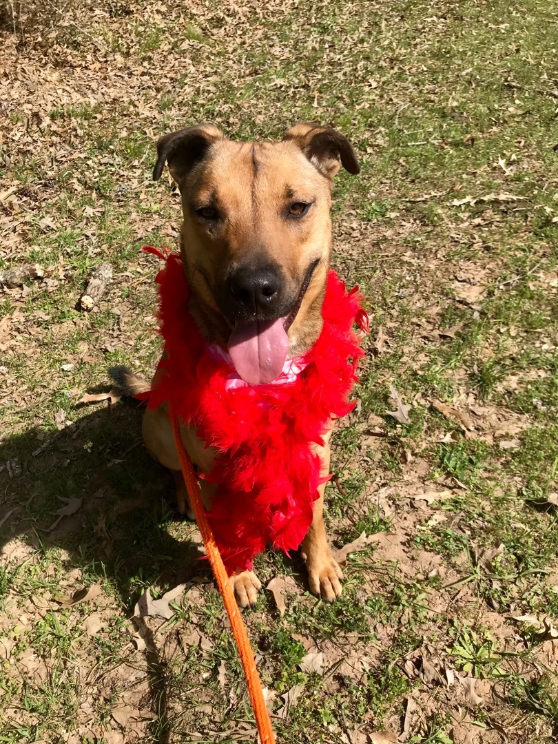 Enlarge Brittany , a Adoptable mixed breed in Warwick, RI image 2/4