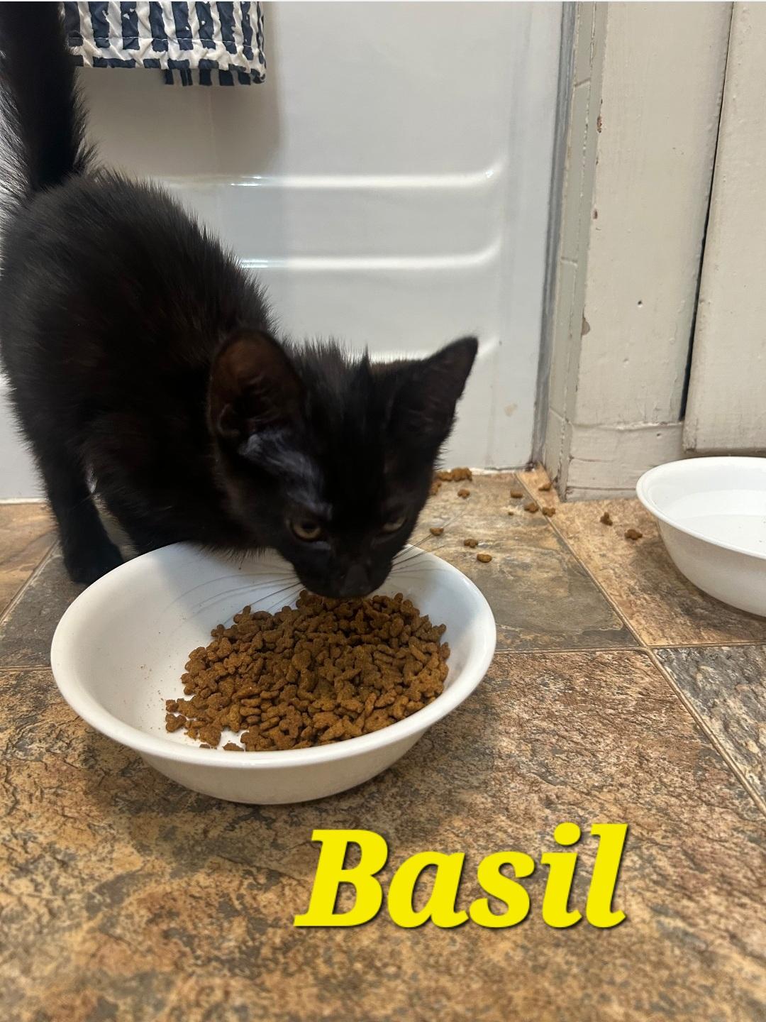 Enlarge Basil, an adopted Domestic Short Hair in Dyersburg, TN image 1/1