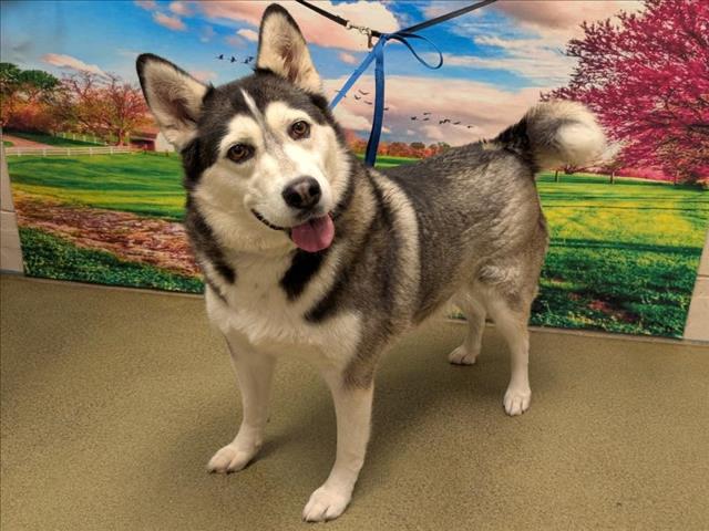 SAVE ME PLEASE! ECHO -ID#A545358