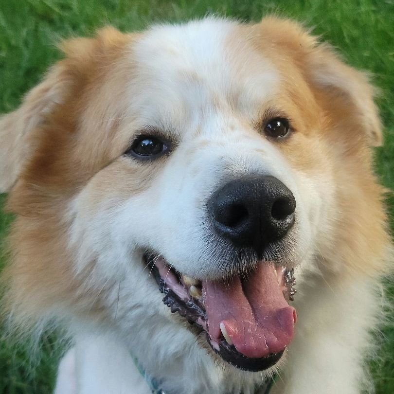 Dog for adoption Stone Velcro Dog Aussie Pyr Mix, a Great