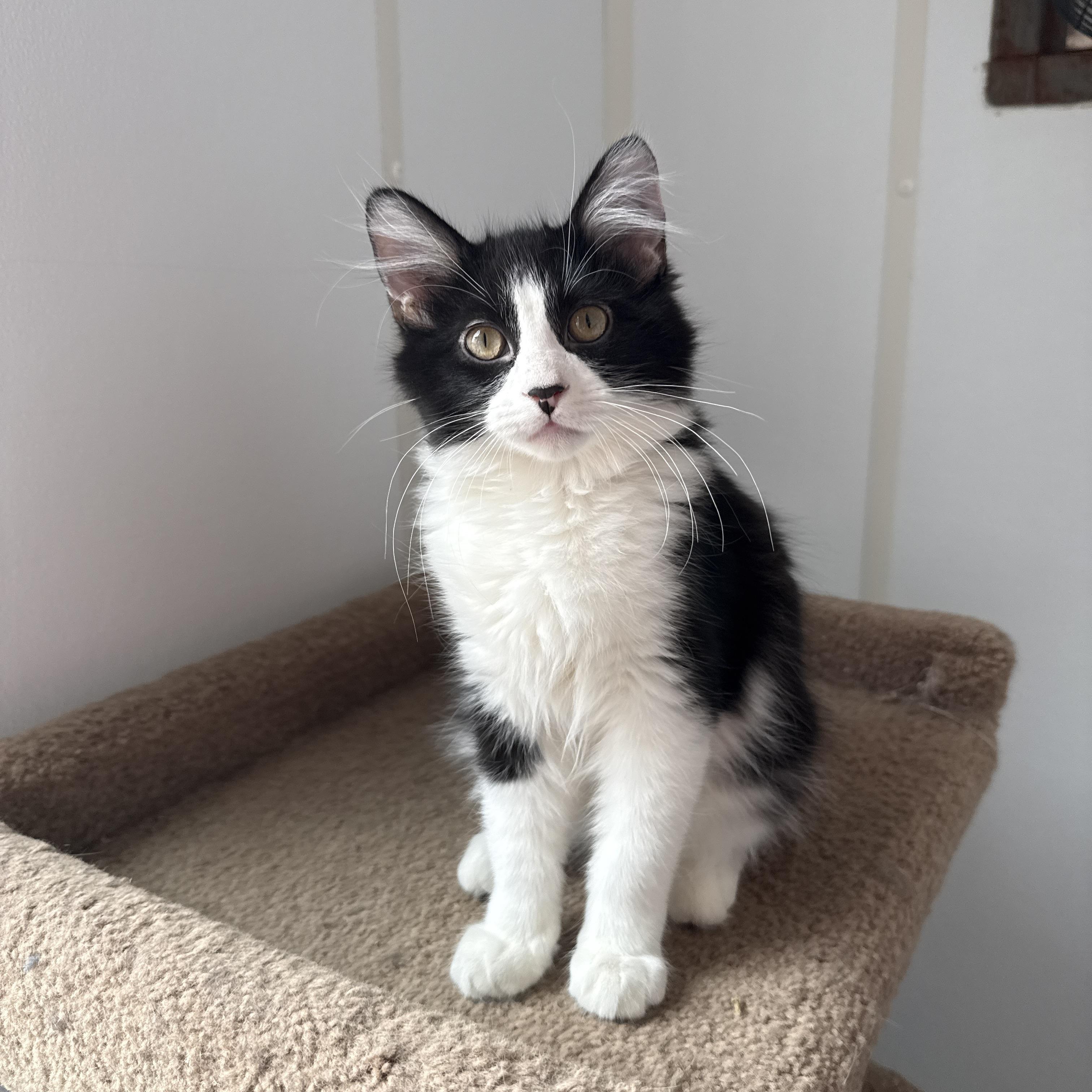 Enlarge Shoe String, an adopted Domestic Short Hair in Auburn, NE image 4/5