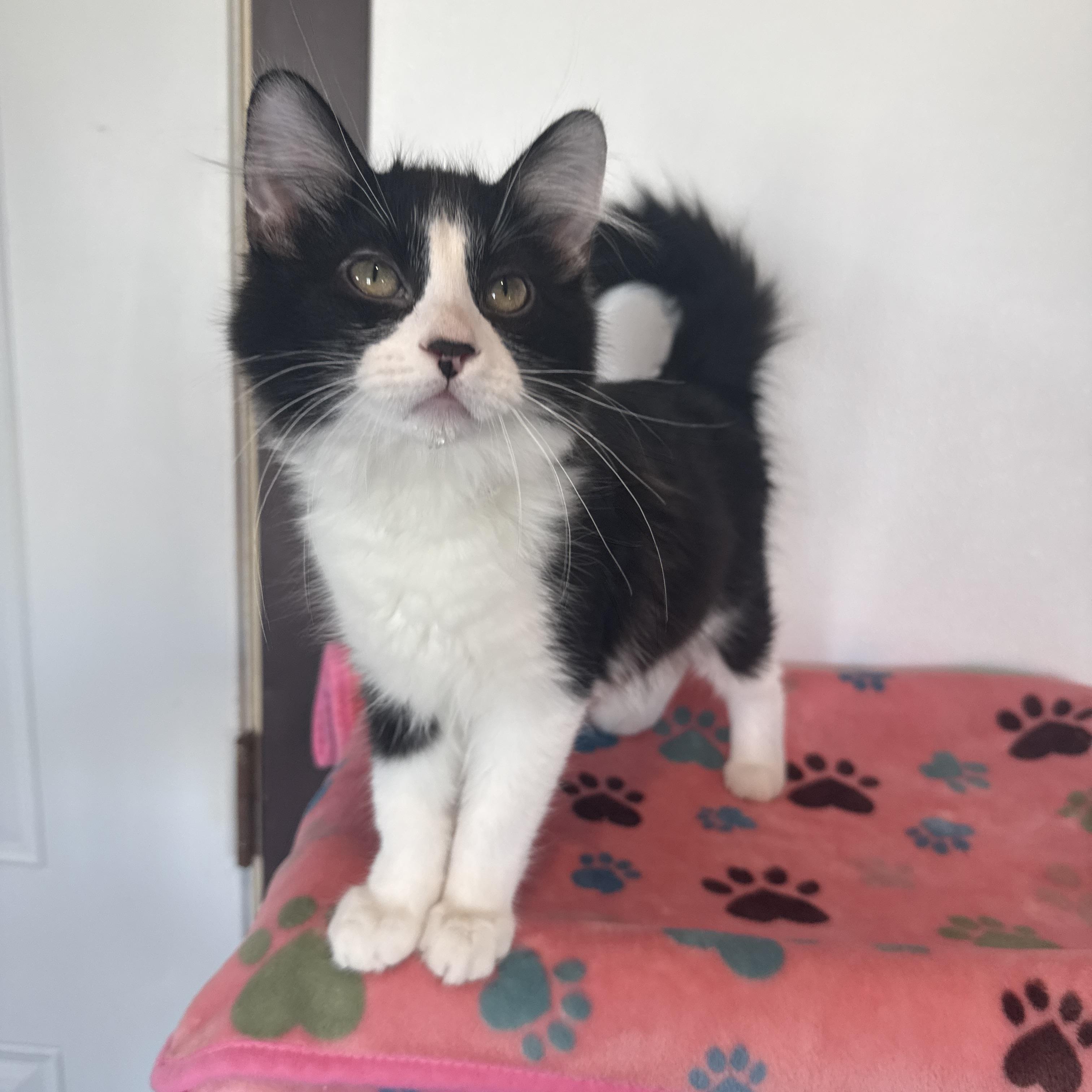 Enlarge Shoe String, an adopted Domestic Short Hair in Auburn, NE image 3/5