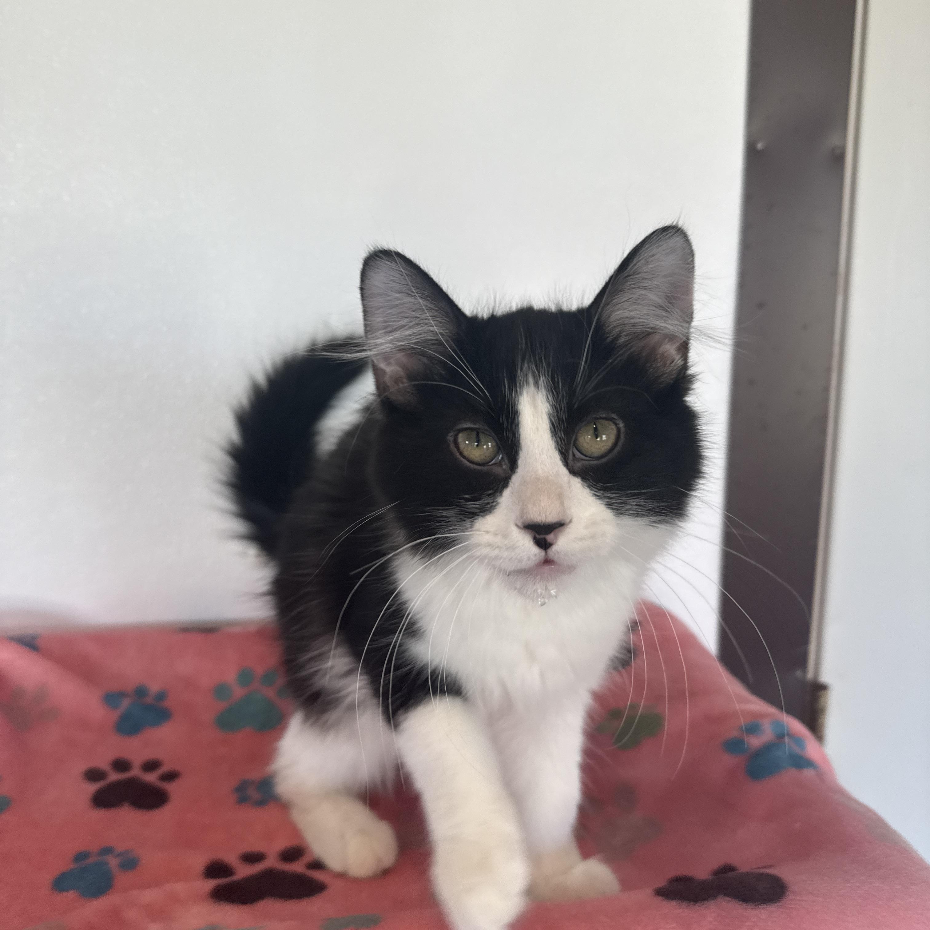 Enlarge Shoe String, an adopted Domestic Short Hair in Auburn, NE image 2/5