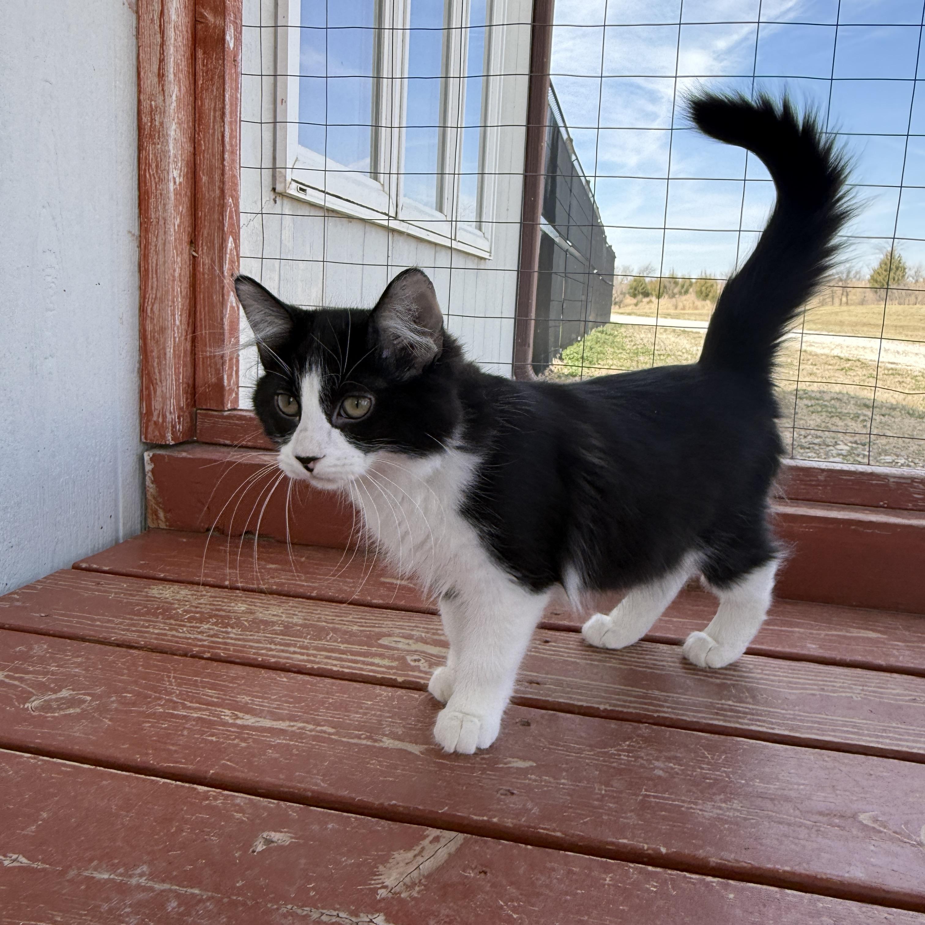 Enlarge Shoe String, an adopted Domestic Short Hair in Auburn, NE image 5/5