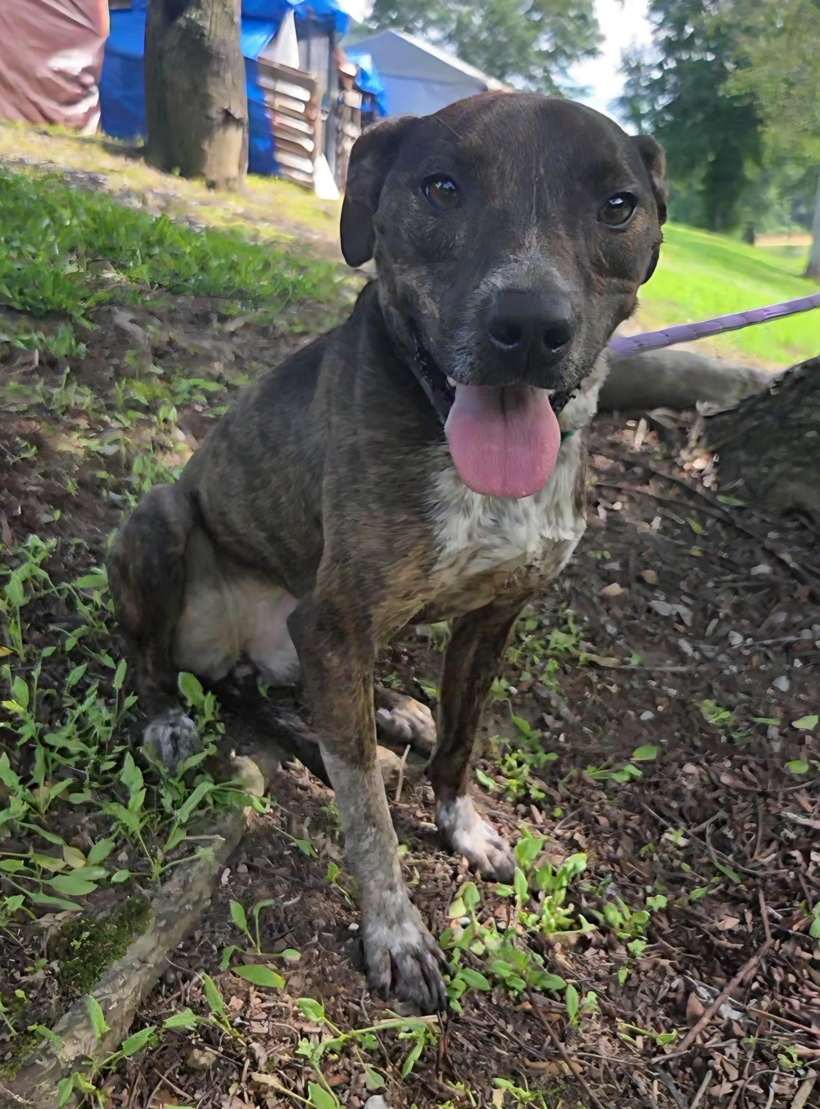 Mary Ellen, a Adoptable mixed breed in Attalla, AL image 1/3