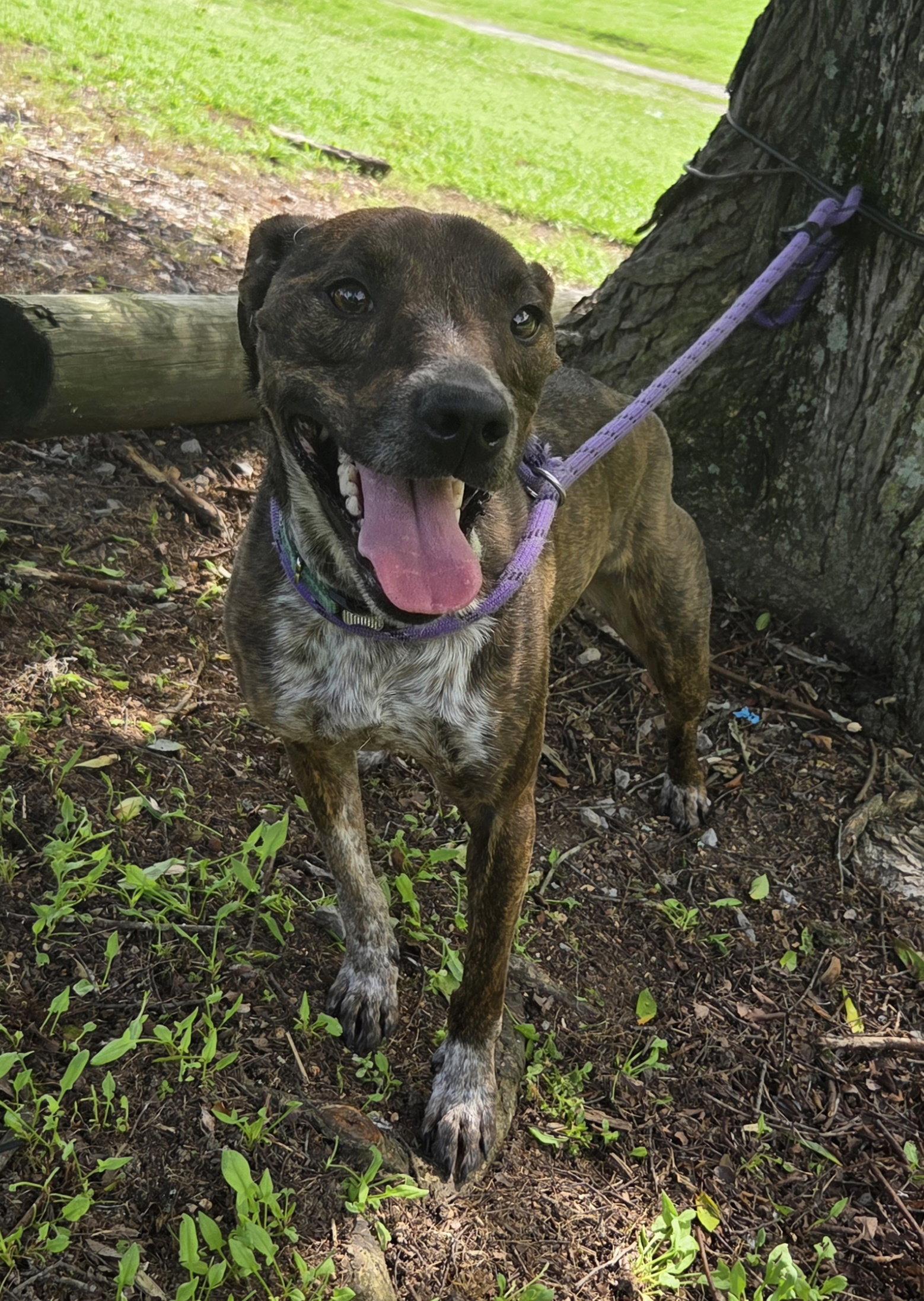 Mary Ellen, a Adoptable mixed breed in Attalla, AL image 2/3