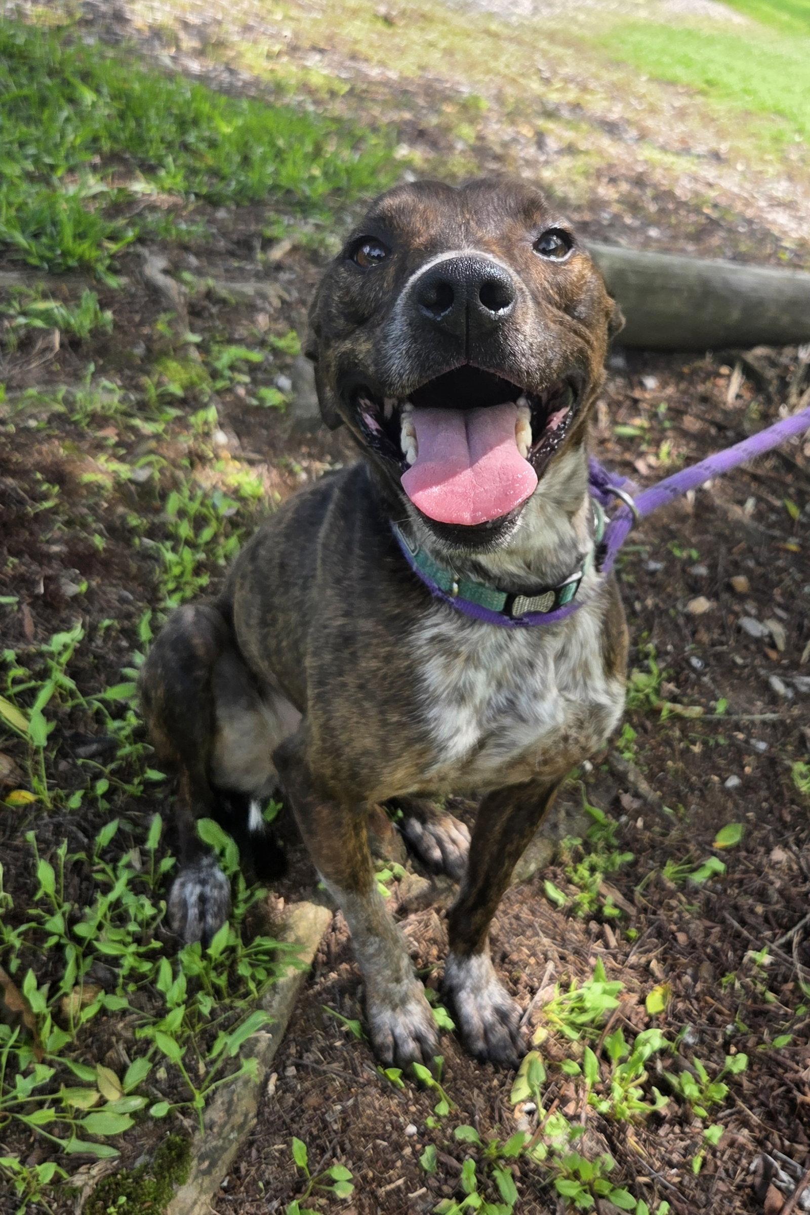 Mary Ellen, a Adoptable mixed breed in Attalla, AL image 3/3