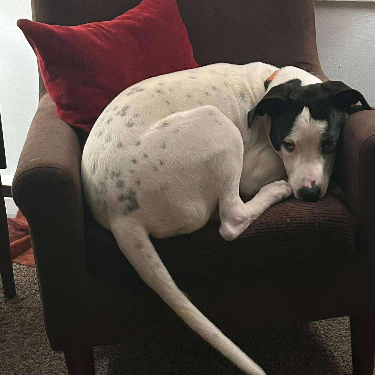 Petey, Adoptable, Young Male Hound.