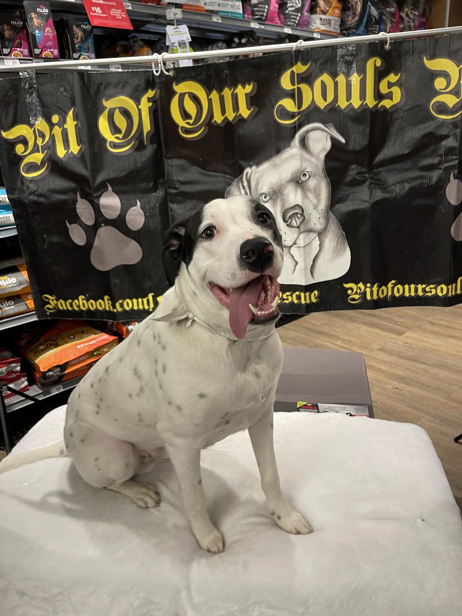 Petey, Adoptable, Young Male Hound.