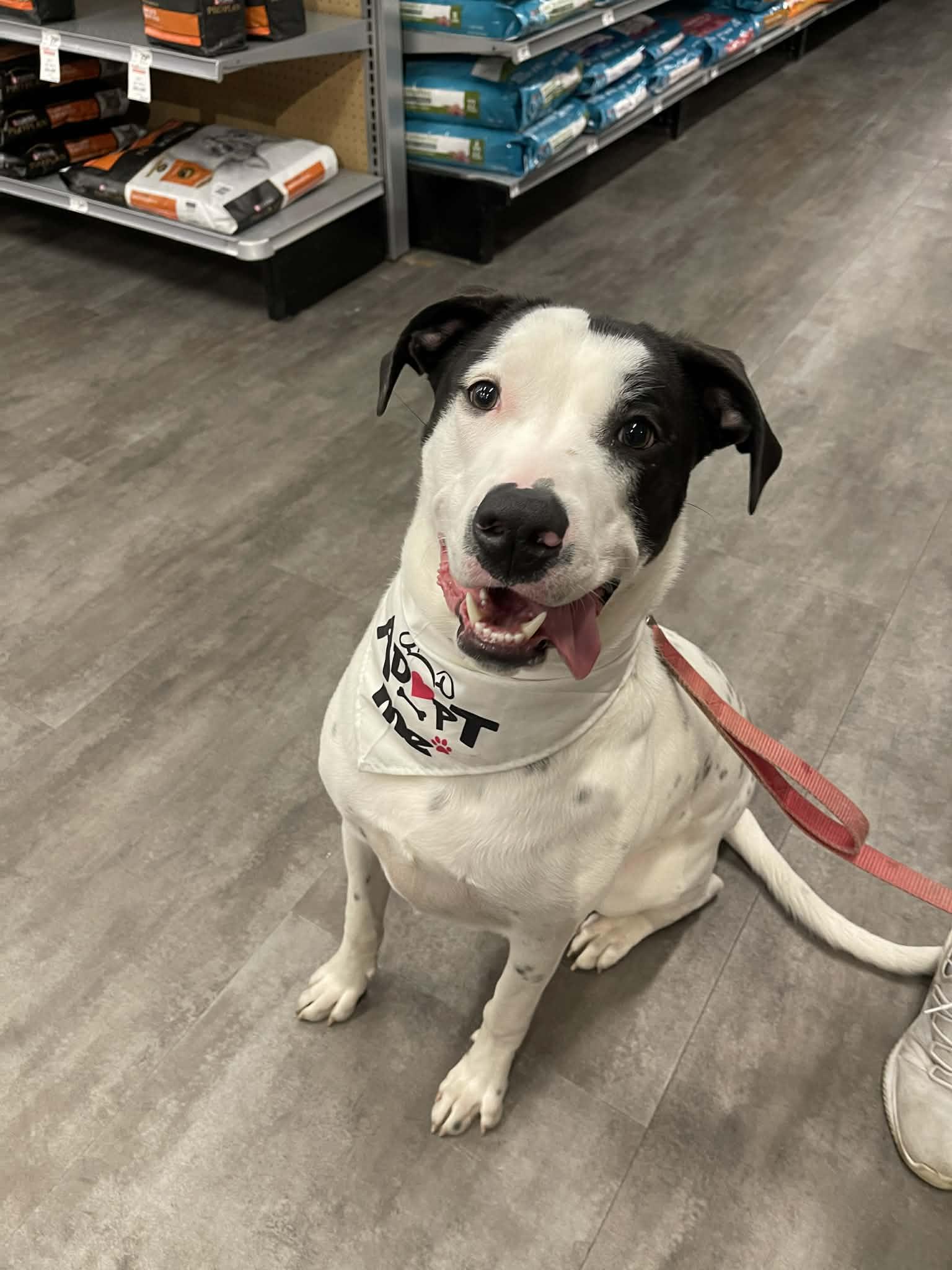 Enlarge Petey, a Adoptable mixed breed in Levittown, NY image 5/6