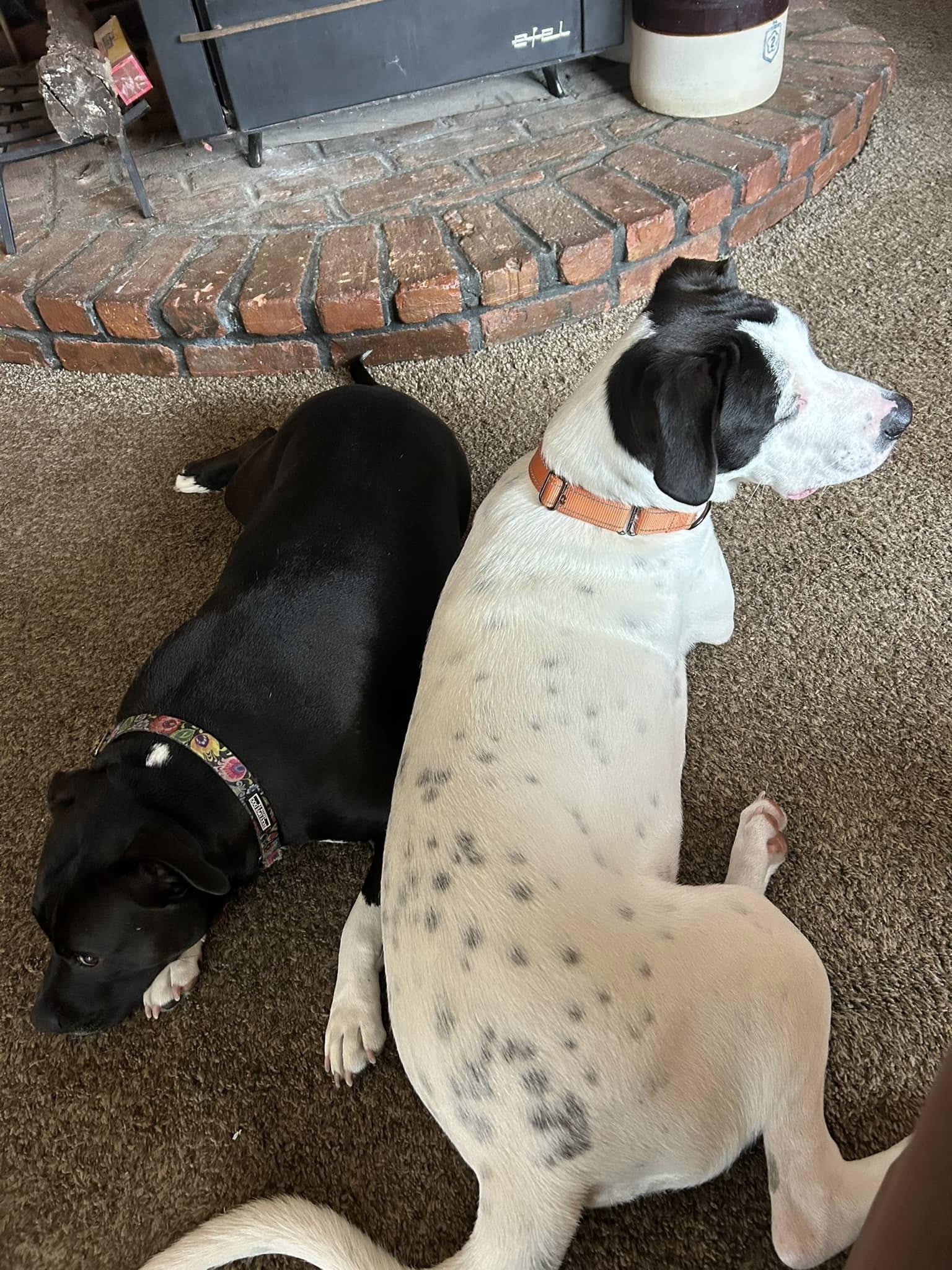 Petey, a Adoptable mixed breed in Levittown, NY image 6/6