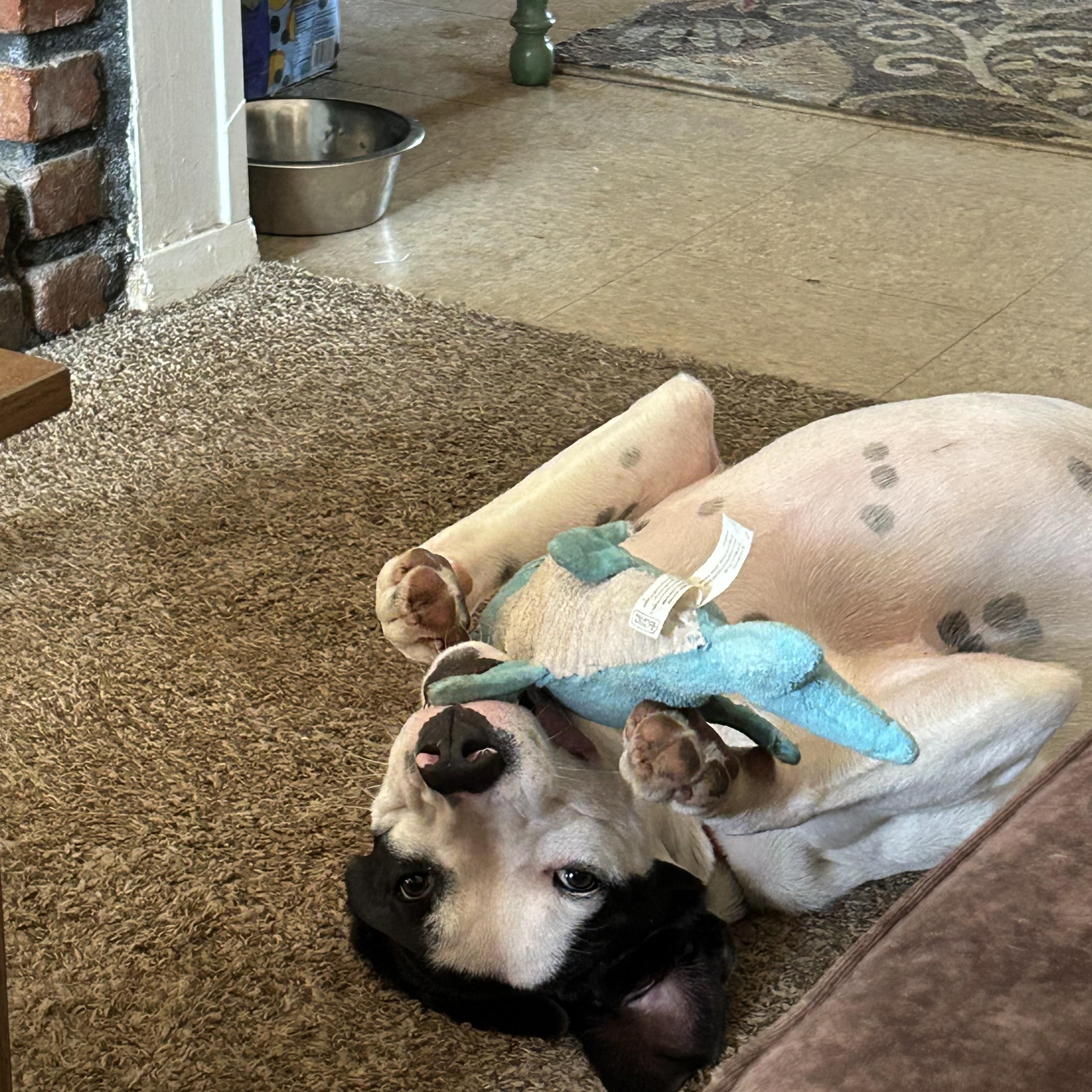 Petey, a Adoptable mixed breed in Levittown, NY image 4/6