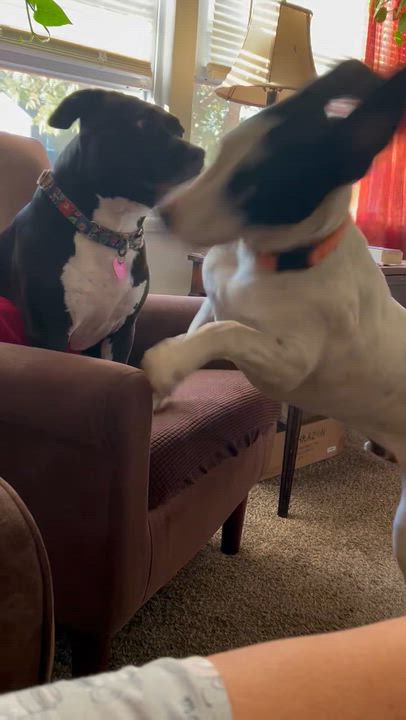 Enlarge Petey, a Adoptable mixed breed in Levittown, NY video 3/6