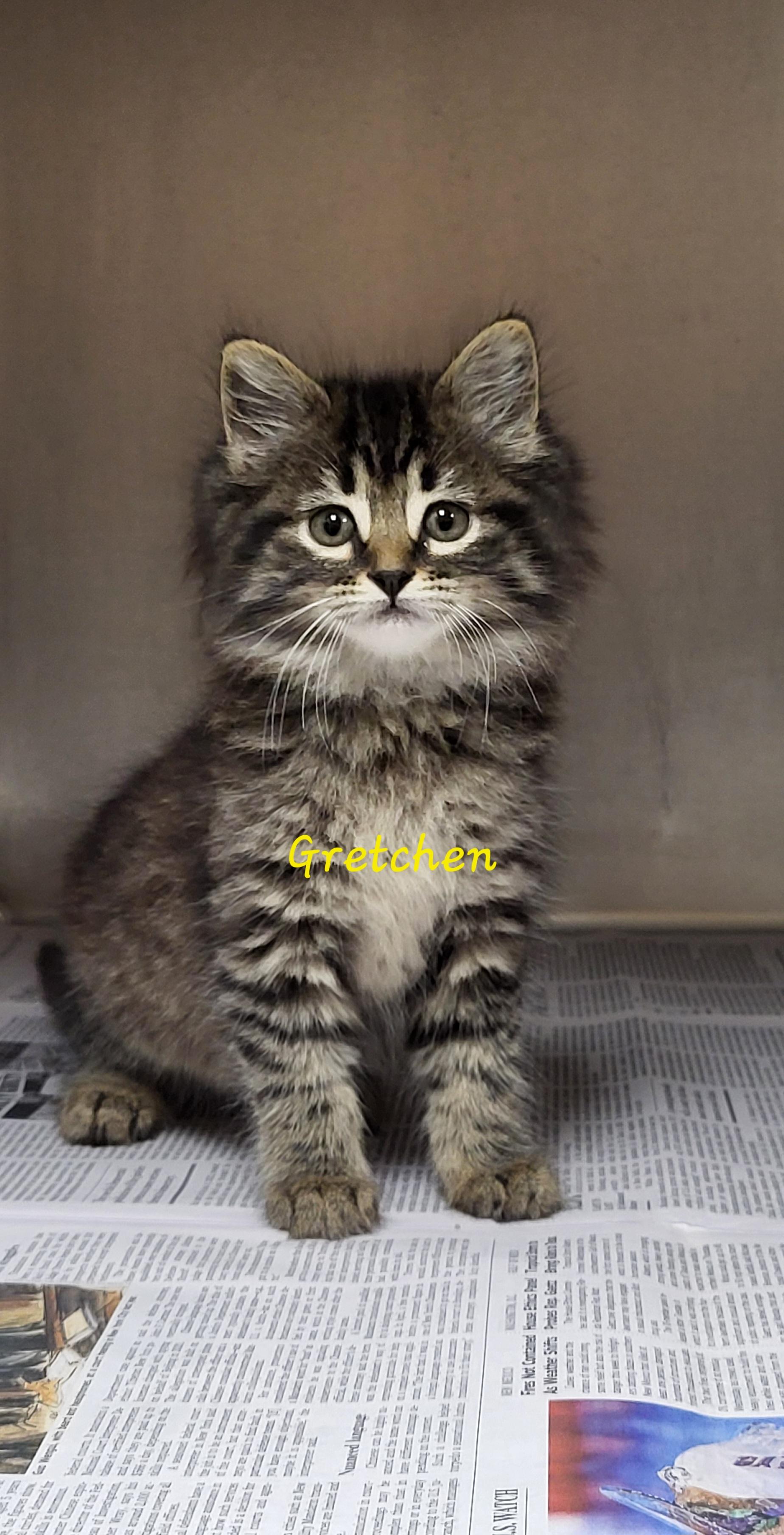 Gretchen, adopted, Kitten Female Domestic Medium Hair.