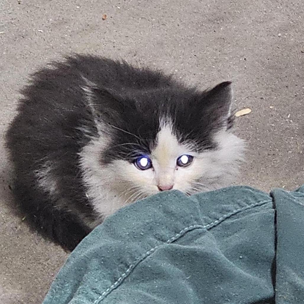 Diamond — thumbnail 3