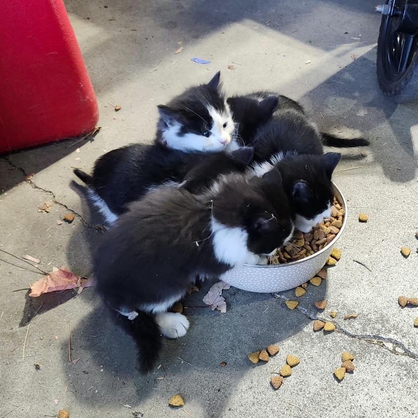 Diamond — thumbnail 5