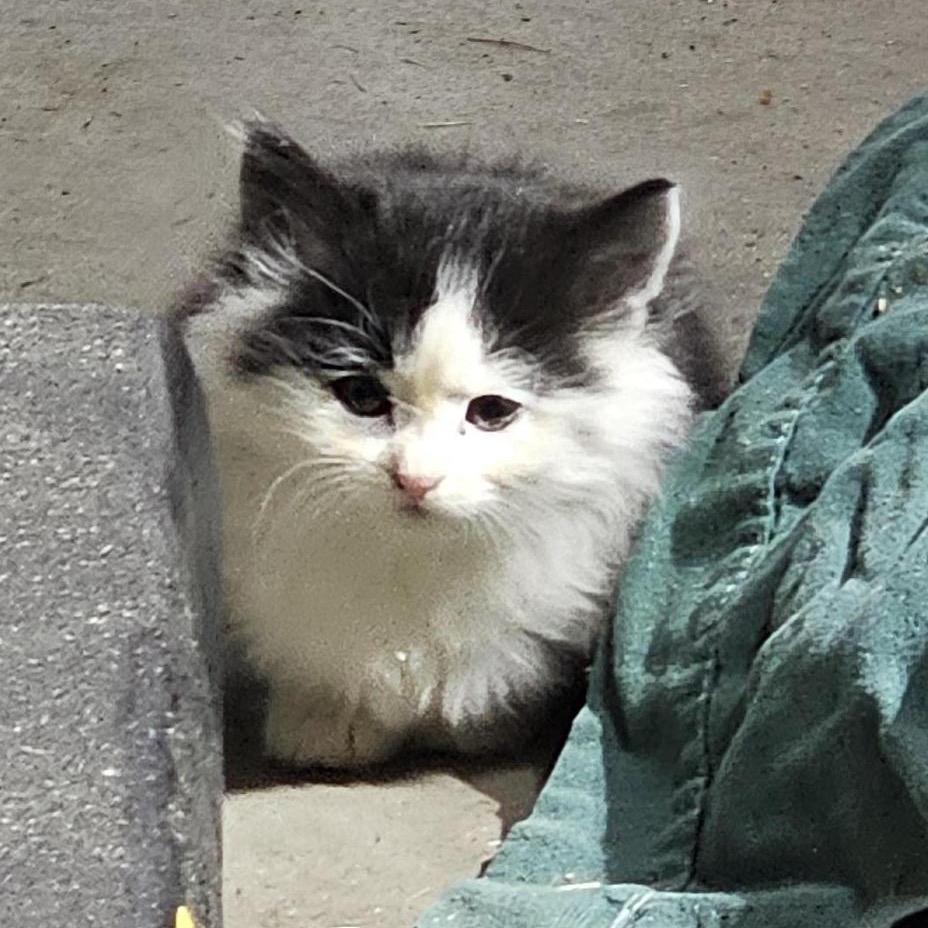 Diamond — thumbnail 6