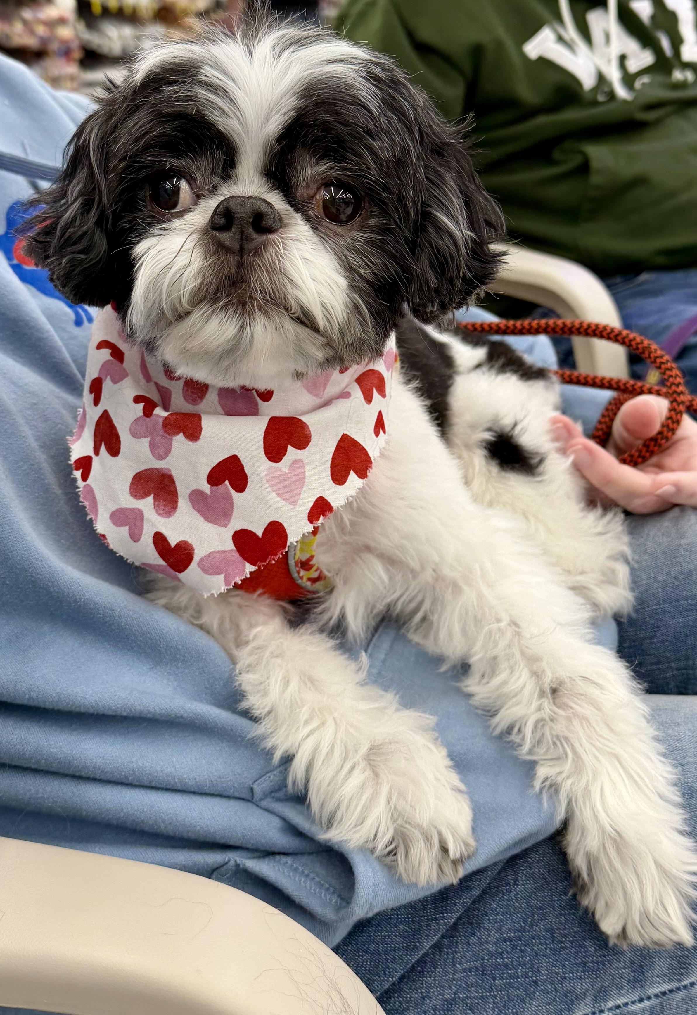 Oreo, Adoptable, Adult Male Shih Tzu.