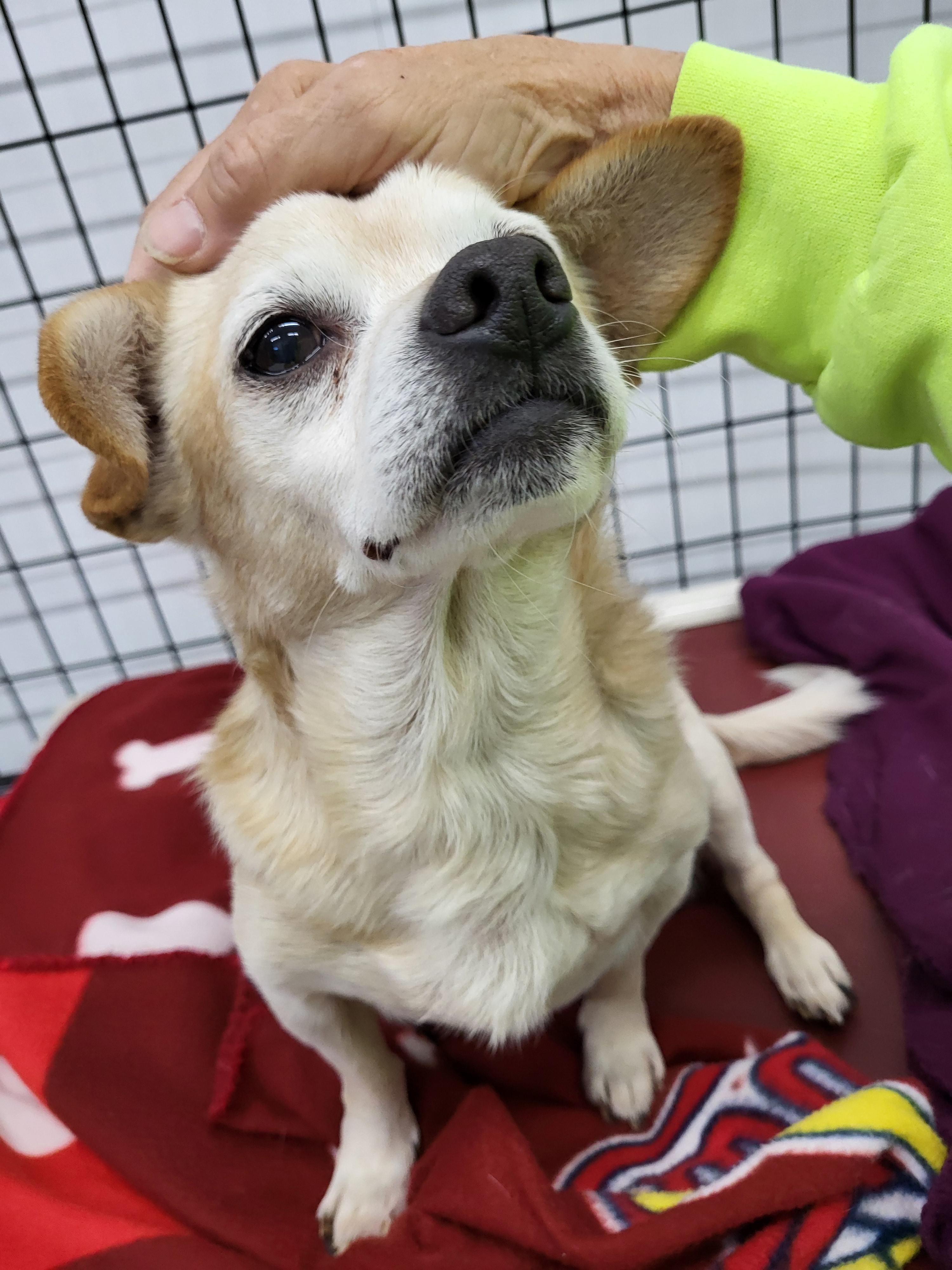 Enlarge Oliver, a Adoptable mixed breed in Anna, IL image 2/5