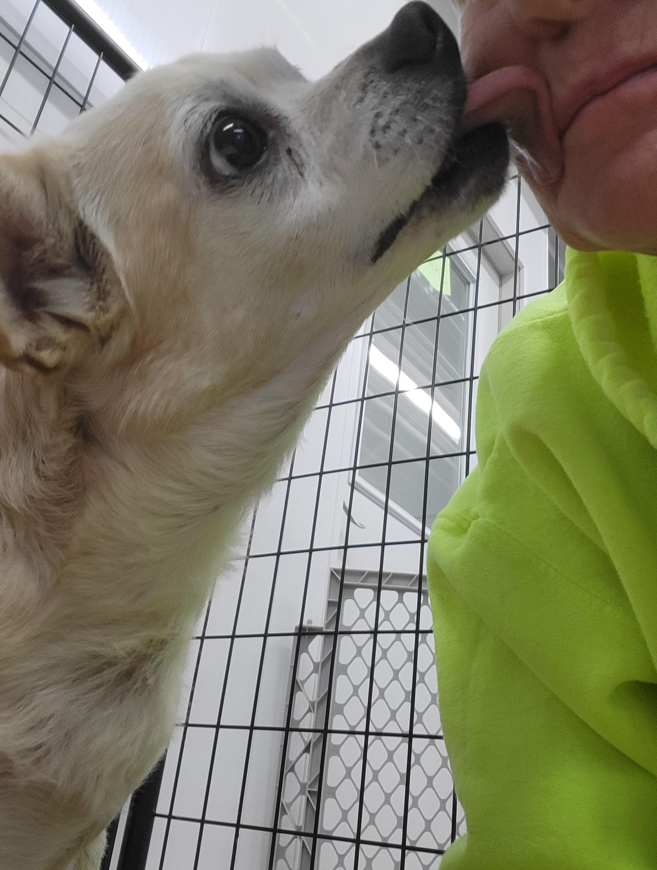 Enlarge Oliver, a Adoptable mixed breed in Anna, IL image 1/5