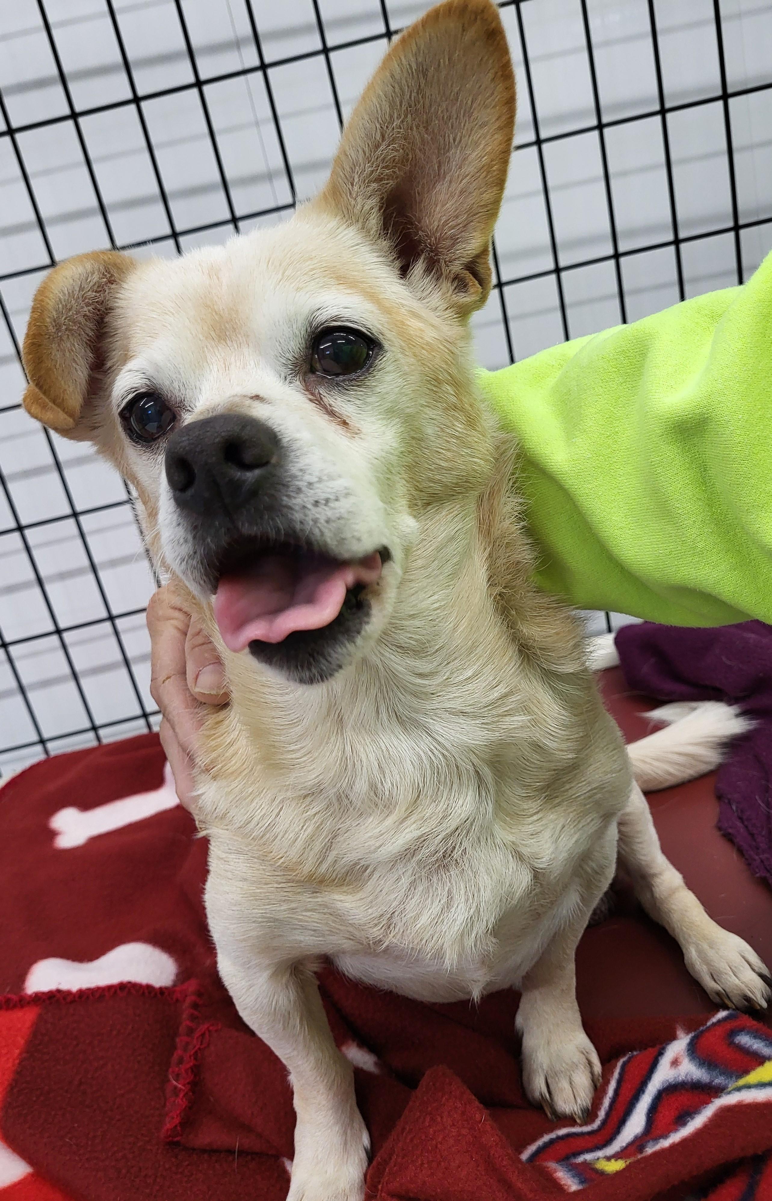 Enlarge Oliver, a Adoptable mixed breed in Anna, IL image 4/5