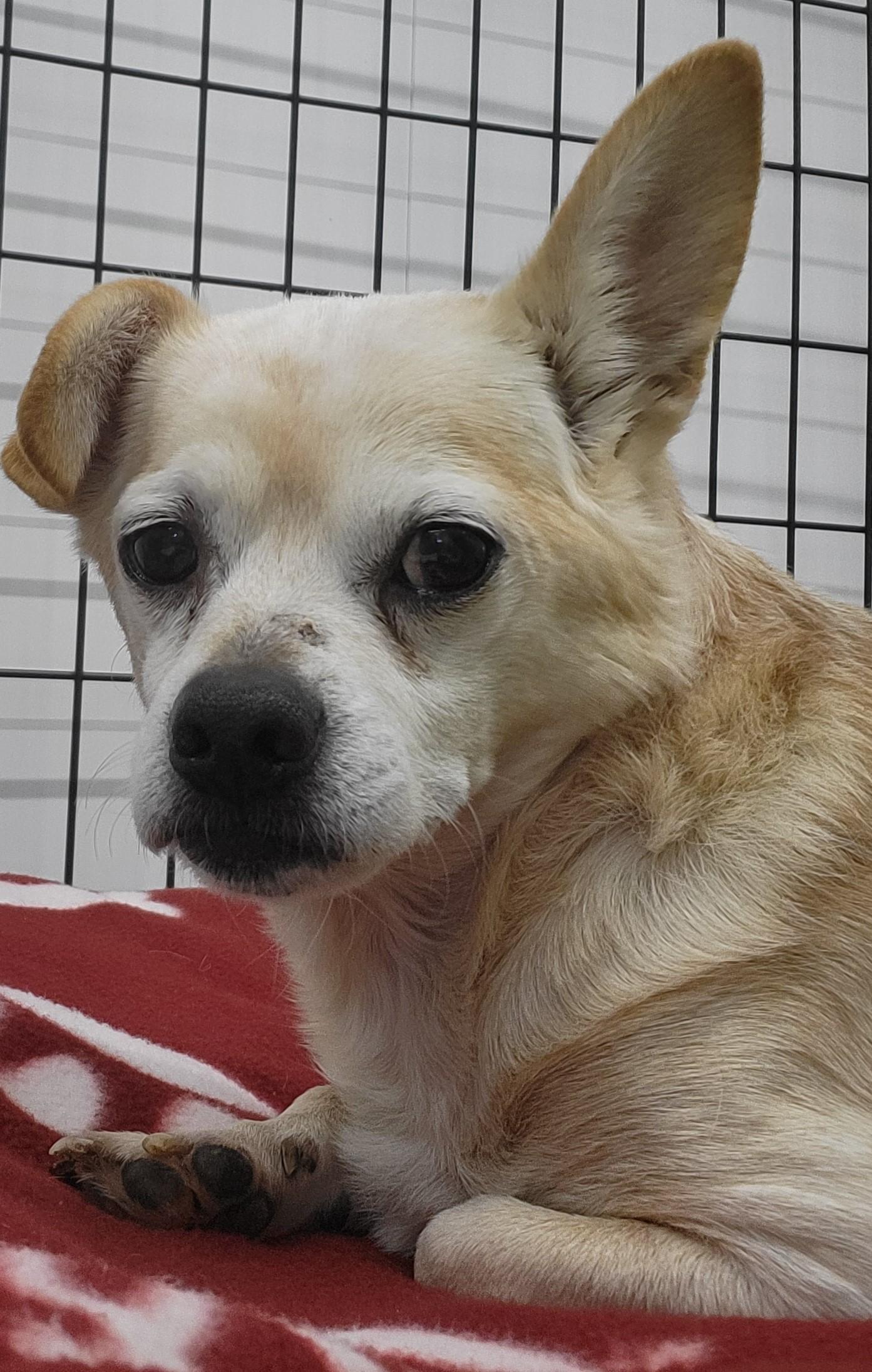 Enlarge Oliver, a Adoptable mixed breed in Anna, IL image 5/5