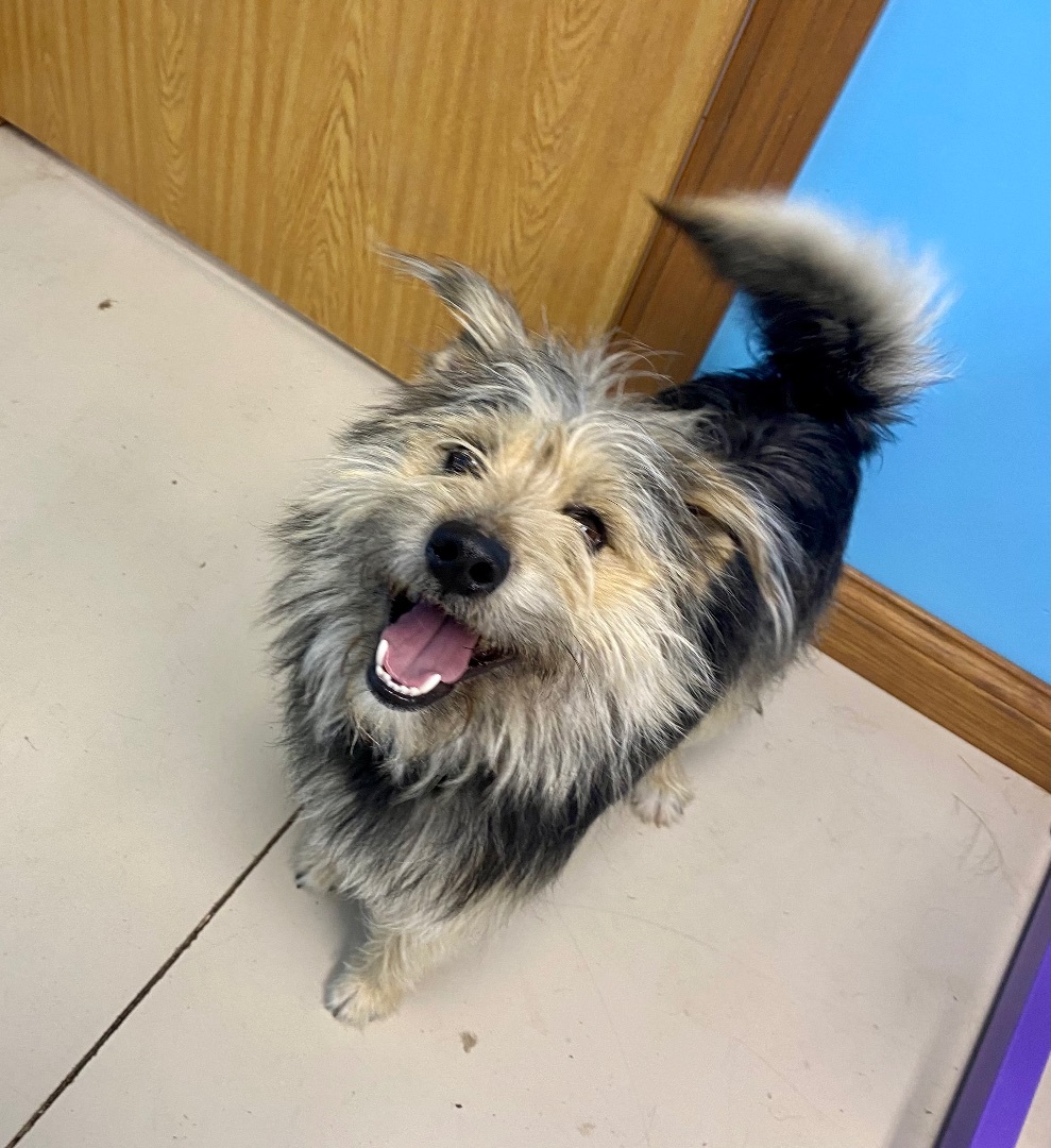 Ralphie, Adopted, Young Male Yorkshire Terrier.