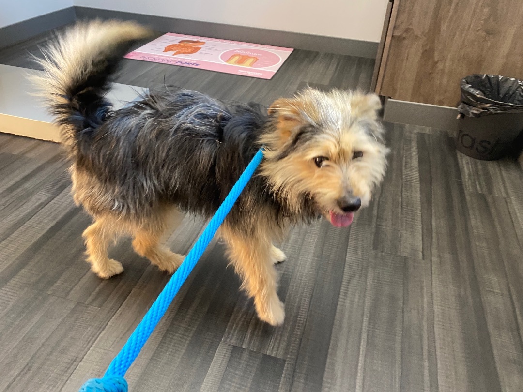 Ralphie, Adopted, Young Male Yorkshire Terrier.