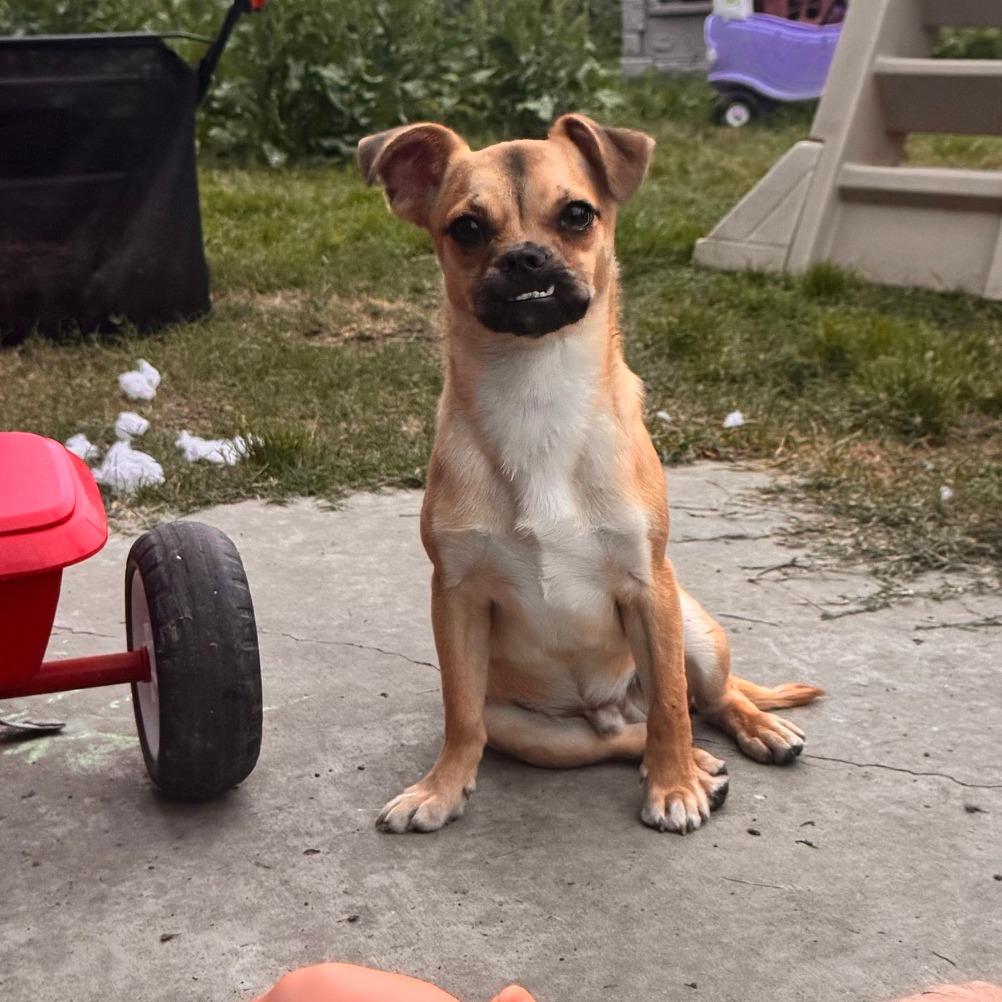Njord, Adoptable, Young Male Chihuahua & Pug.