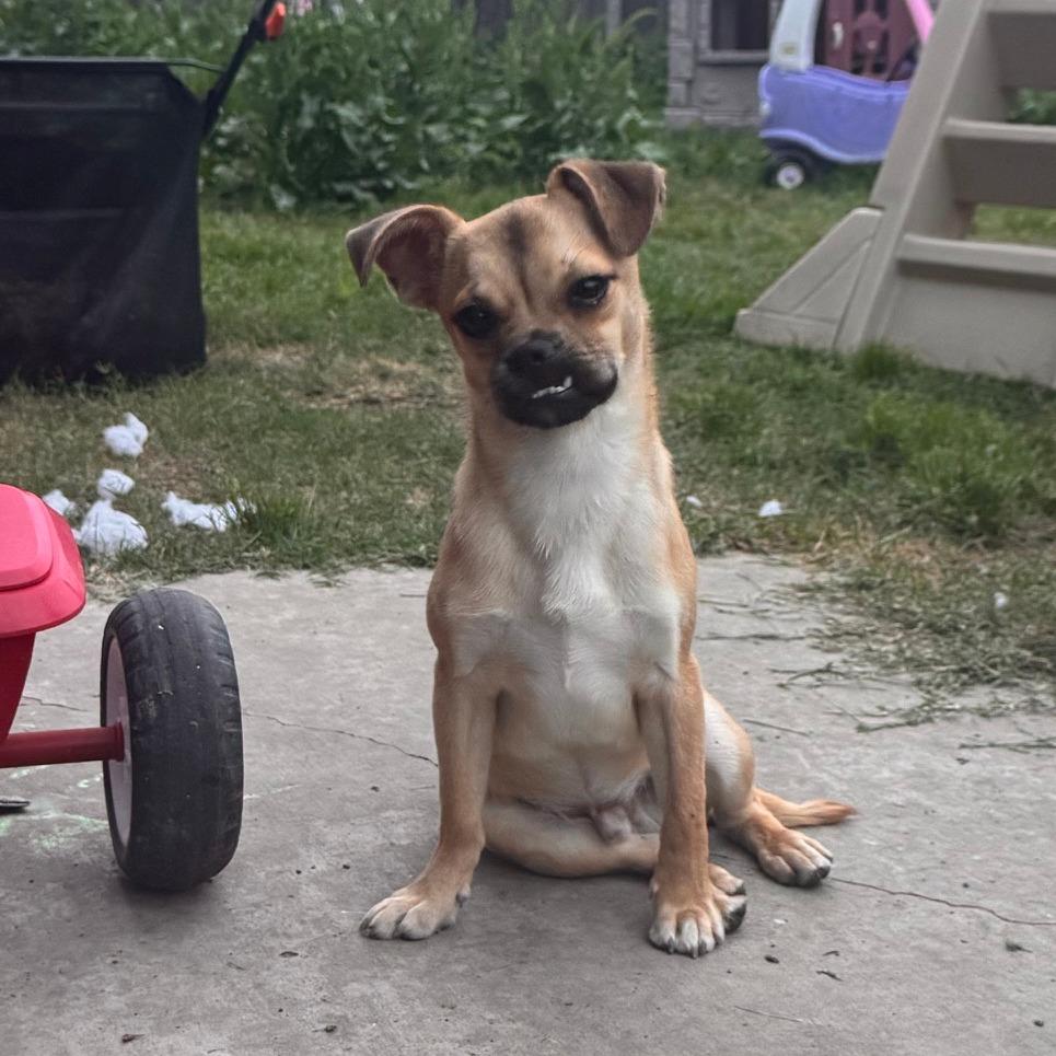 Enlarge Njord, a Adoptable mixed breed in Houston, TX image 3/6