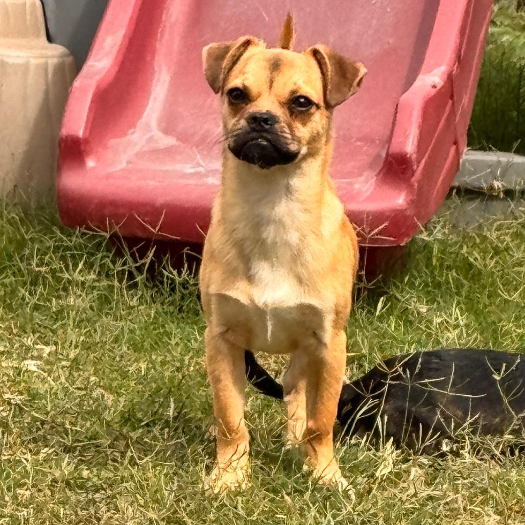 Njord, Adoptable, Young Male Chihuahua & Pug.