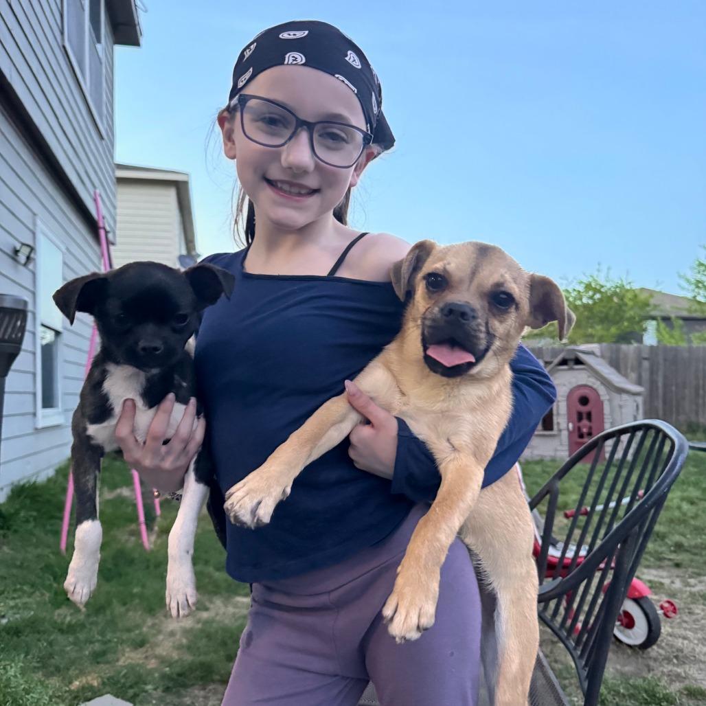 Enlarge Njord, a Adoptable mixed breed in Houston, TX image 6/6