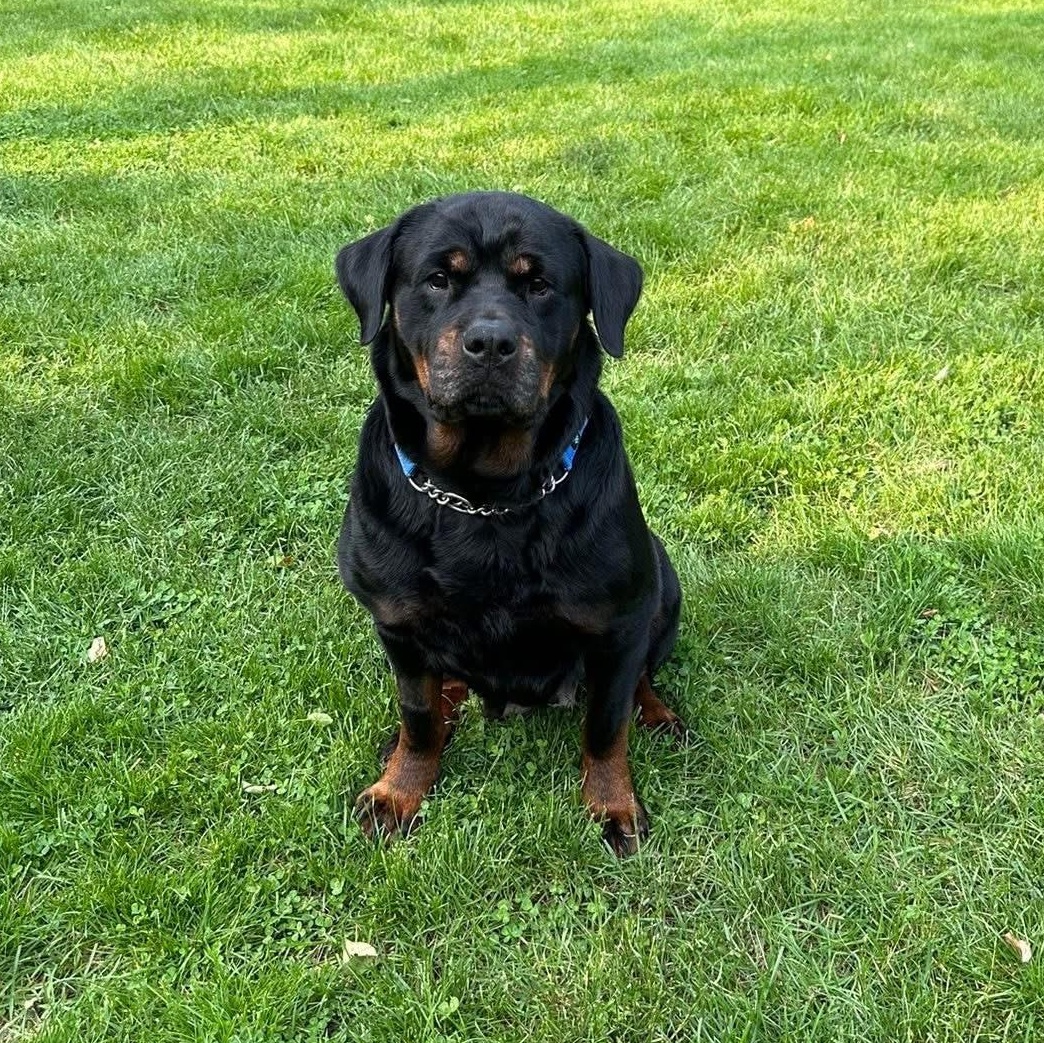 Roxy, Adult Female Rottweiler