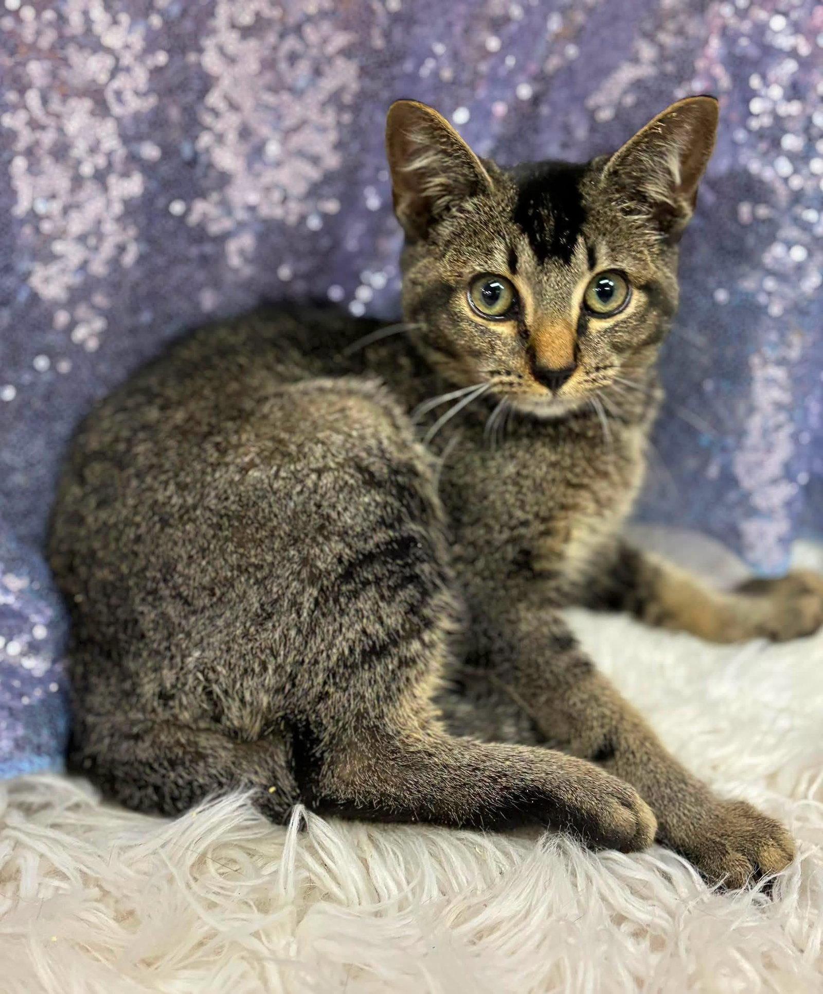 Scrabble, Adoptable, Young Male Domestic Short Hair.