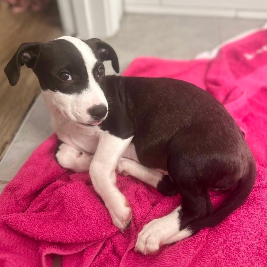 Enlarge Star, a Adoptable mixed breed in Myrtle Beach, SC image 1/4