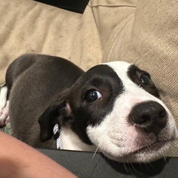 Enlarge Star, a Adoptable mixed breed in Myrtle Beach, SC image 2/4