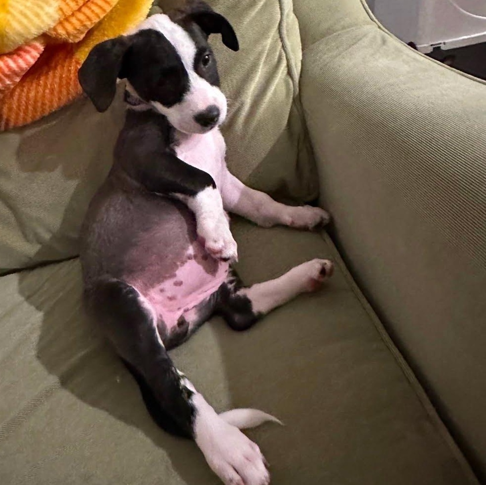 Enlarge Star, a Adoptable mixed breed in Myrtle Beach, SC image 3/4