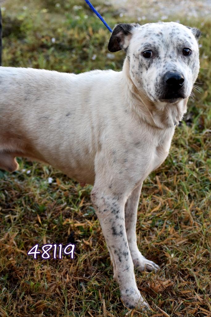 Enlarge S.O.S Friendly Dog in DANGER, a ADOPTABLE mixed breed in Fort Myers Beach, FL image 1/1