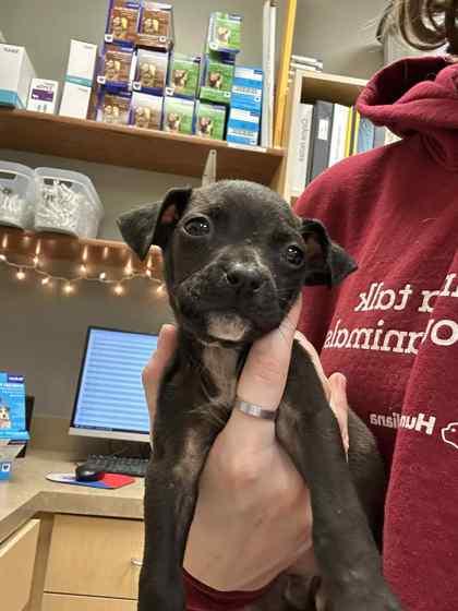 Zen, Adoptable, Puppy Male Mixed Breed & Mixed Breed.
