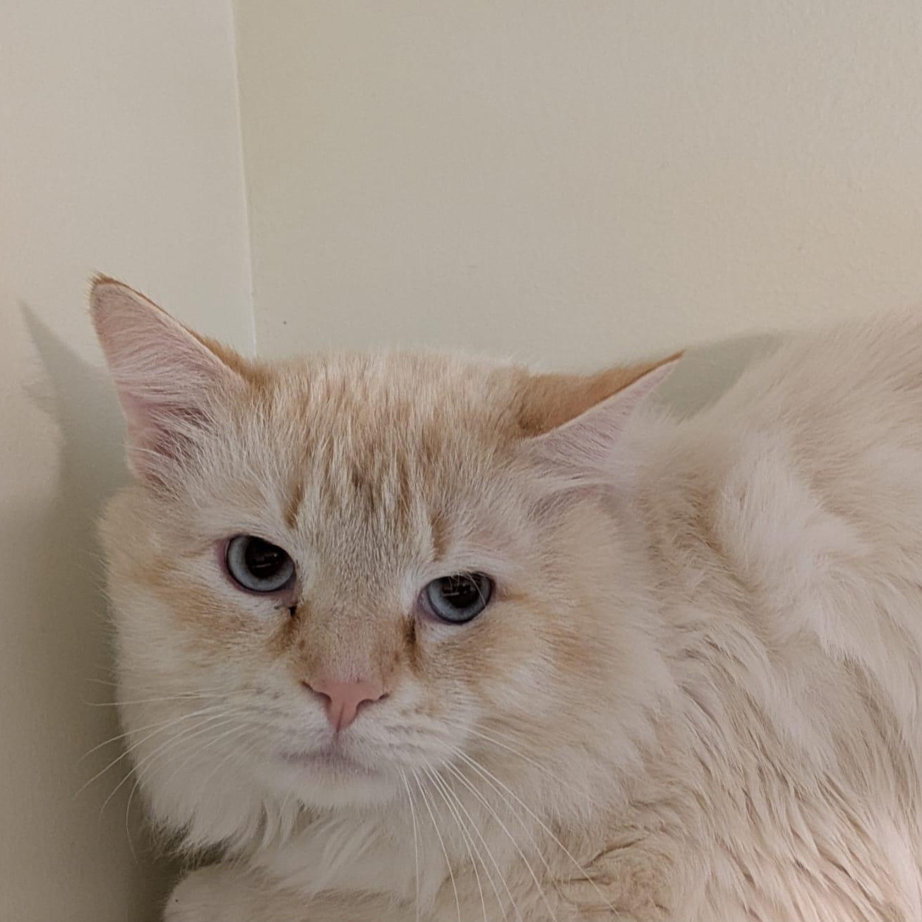 Apollo, adopted, Adult Male Maine Coon.