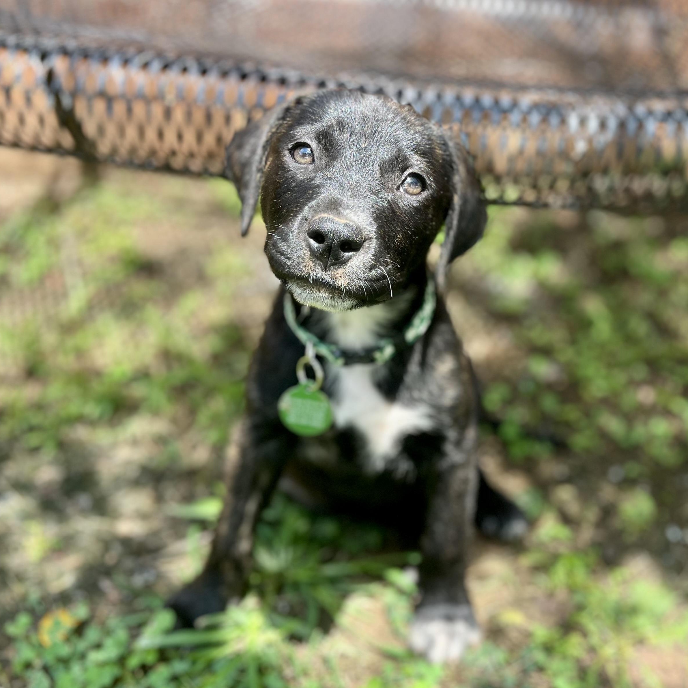 Bella