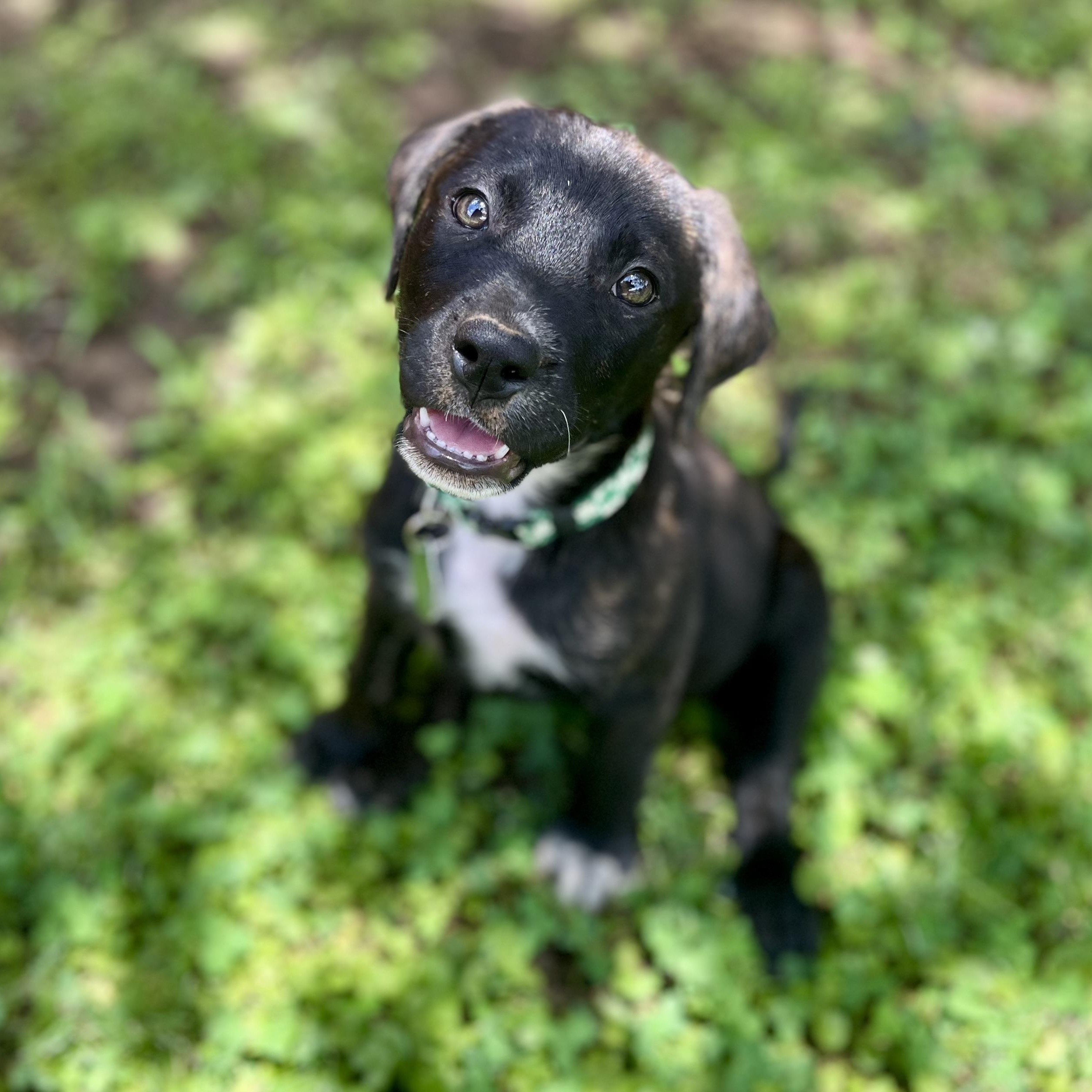 Bella