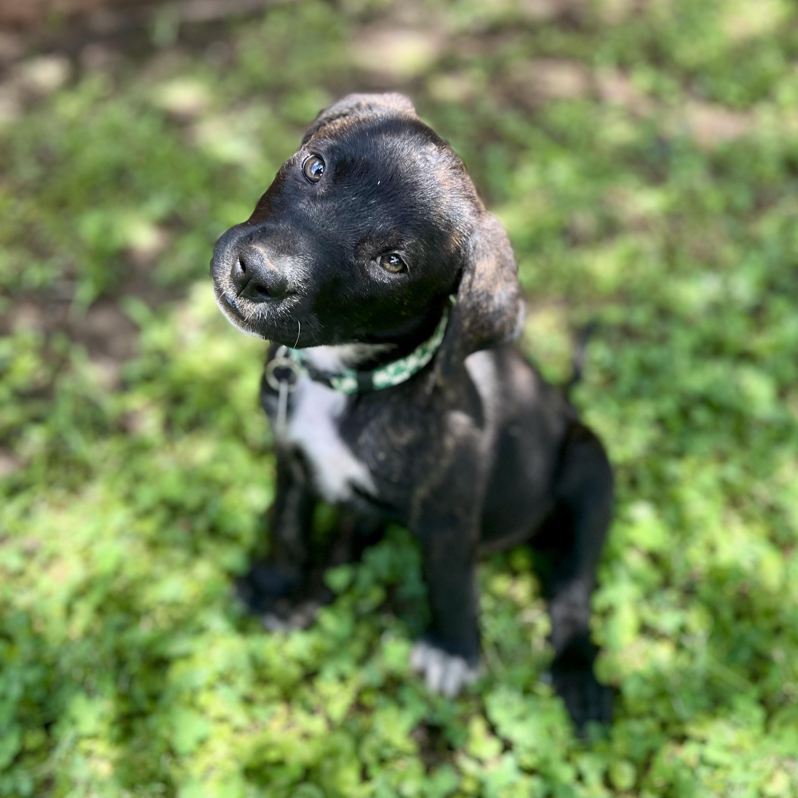 Bella
