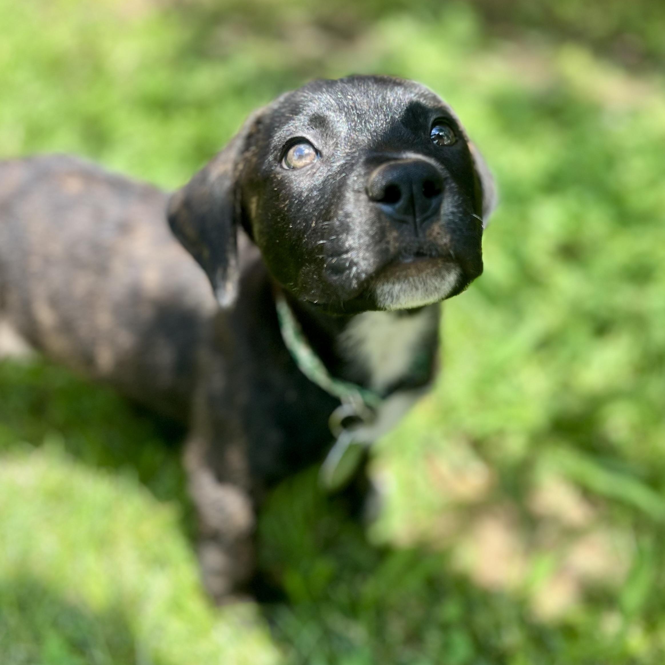 Bella