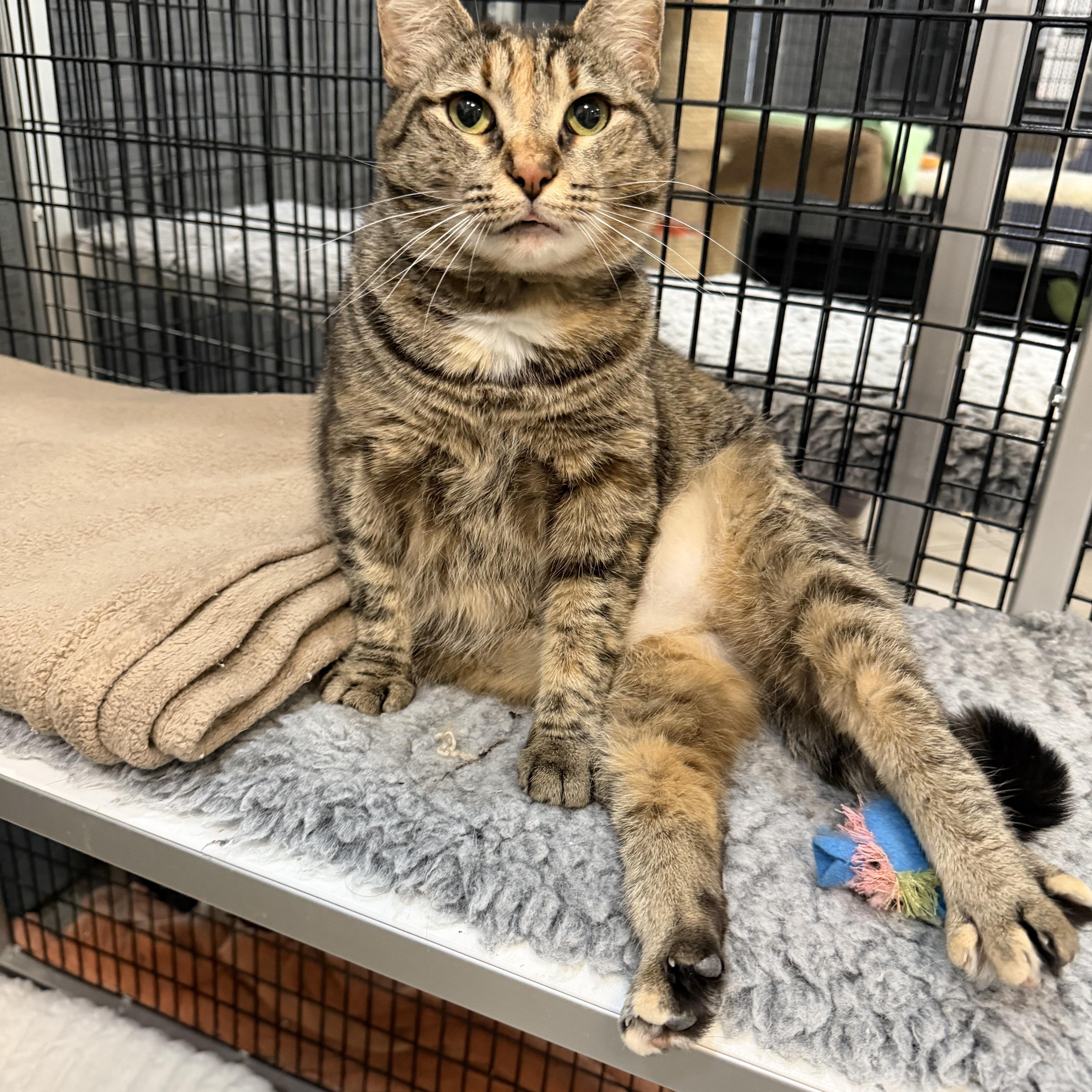 Enlarge Cypress, an adopted Tabby in Plymouth, MA image 5/5