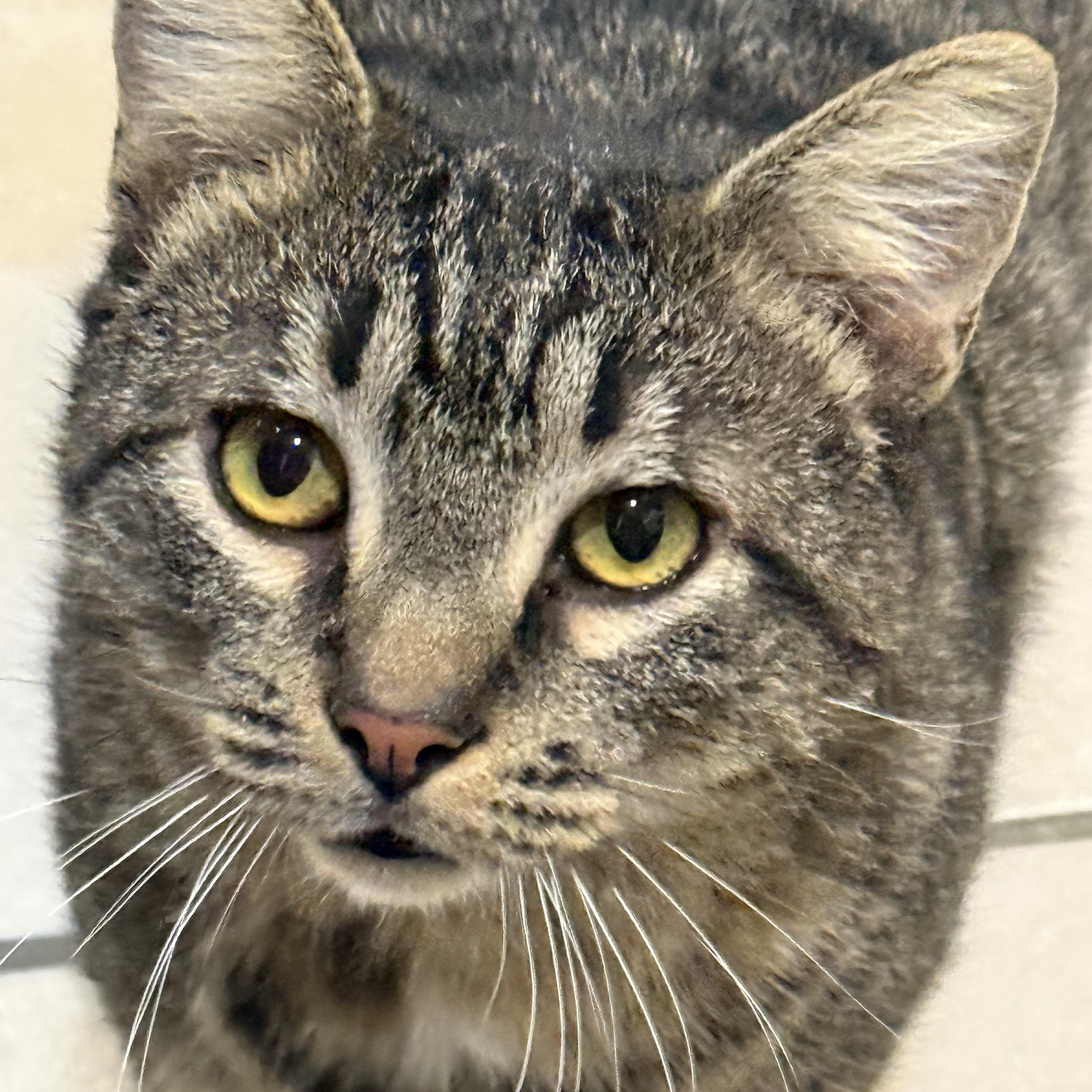 Enlarge Cypress, a ADOPTABLE Tabby in Plymouth, MA image 4/4